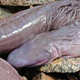 Illustration for article titled Penis Snake is neither penis nor snake, but looks like both